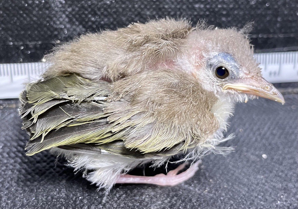 Warbling Vireo Mammoth Hot Springs by Neal Herbert is available through Public Domain.